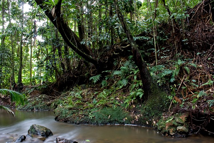 Third rainforest image