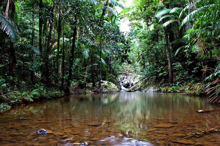 Image of rainforest creek