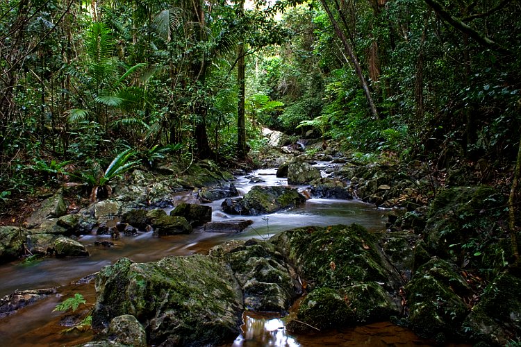 Fourth rainforest image